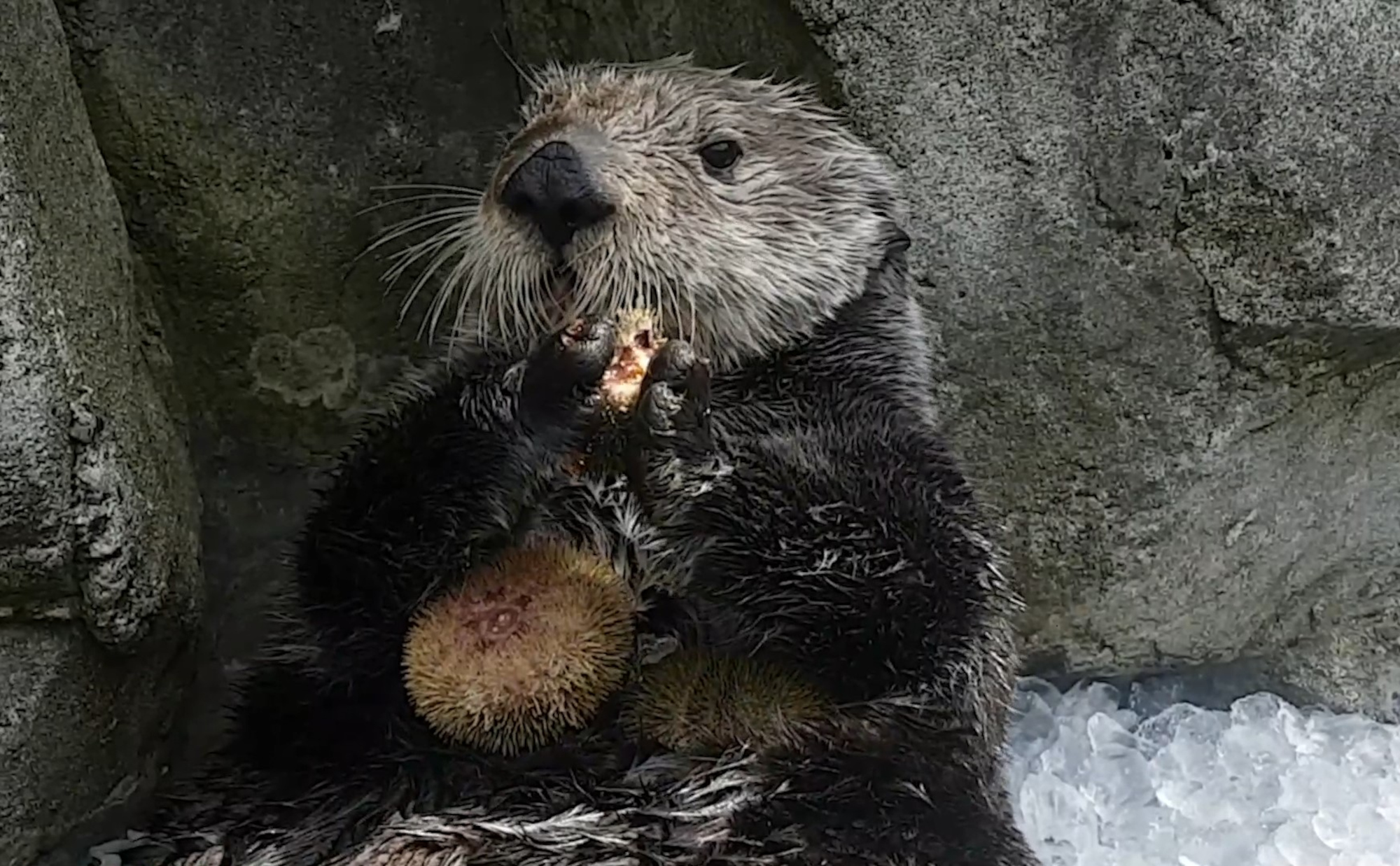 Sea Otter s Power Lunch Is Great For The Ecosystem 